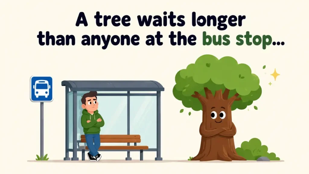 A tree waits longer than anyone at the bus stop.